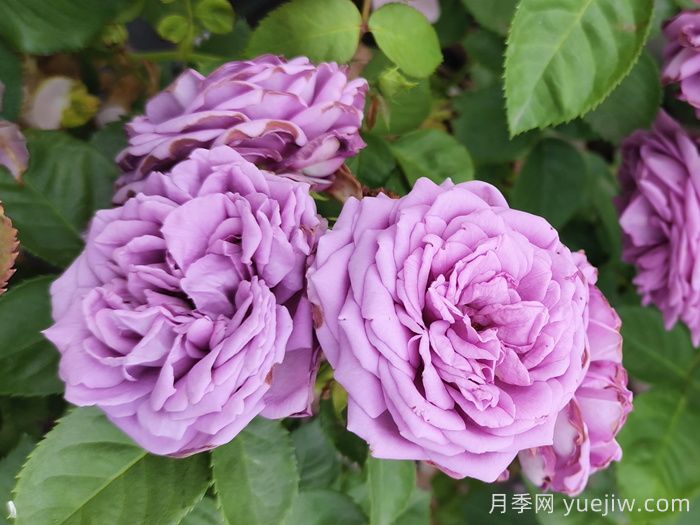 精选35种绝美月季，一个比一个漂亮(图13)