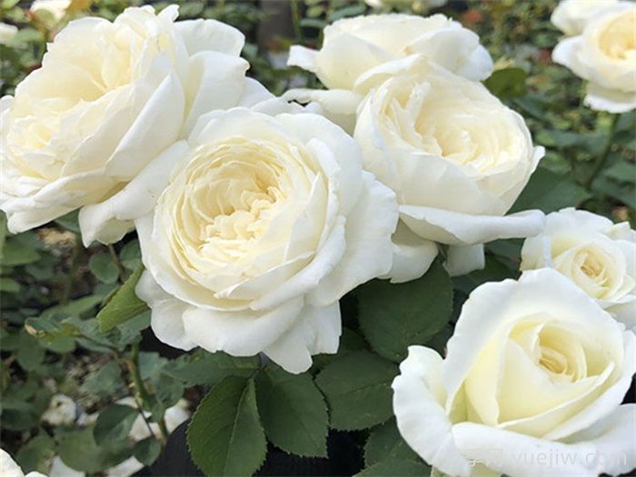 精选35种绝美月季，一个比一个漂亮(图10)