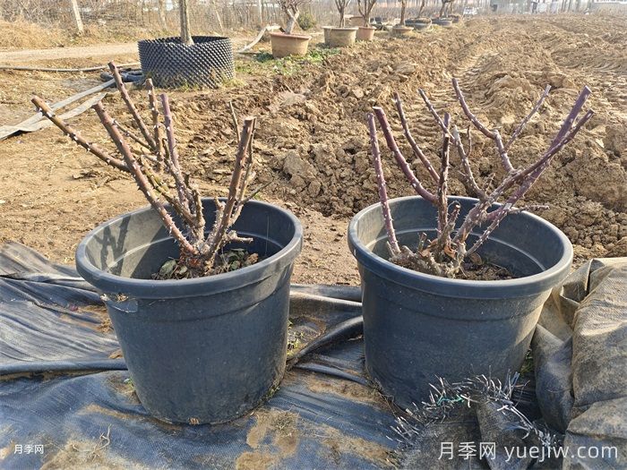 如何保证月季顺利越冬？(图1)