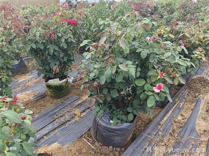 冬季月季浇水时要注意哪些常见误区？(图1)