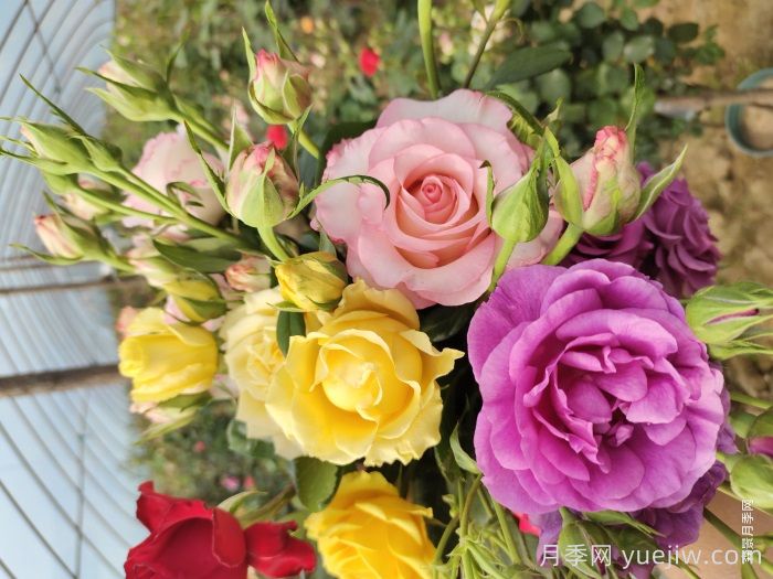 月季花不开花光长叶？修剪施肥日晒花苞涨不停(图1)