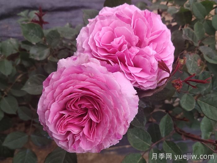 月季花不开花光长叶？修剪施肥日晒花苞涨不停(图2)