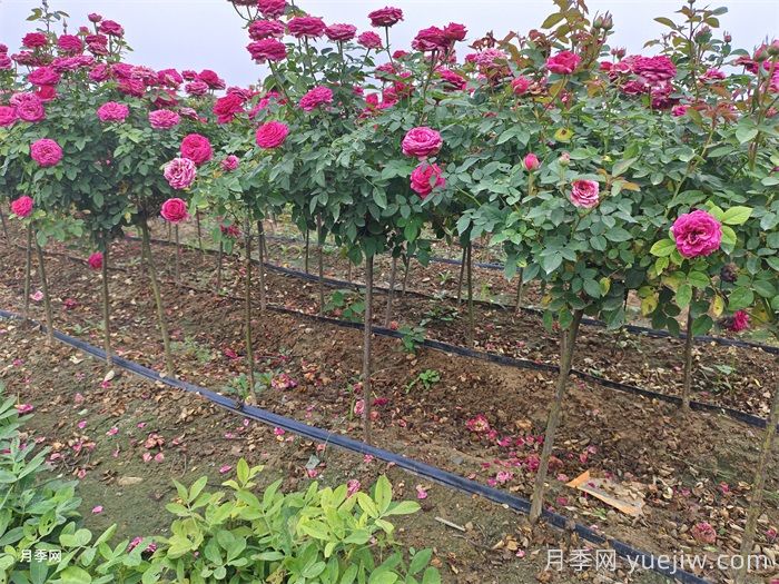 月季产地：南阳方城博望镇(图1)