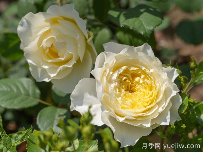 掬水月月季(图2)