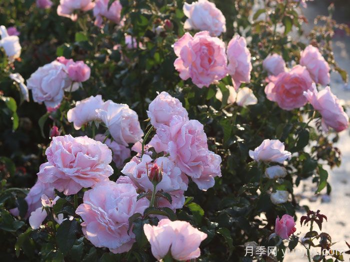 醉芙蓉月季(图4)