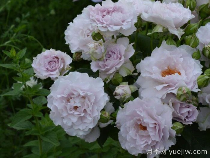 可爱精灵月季/小乖乖月季(图2)