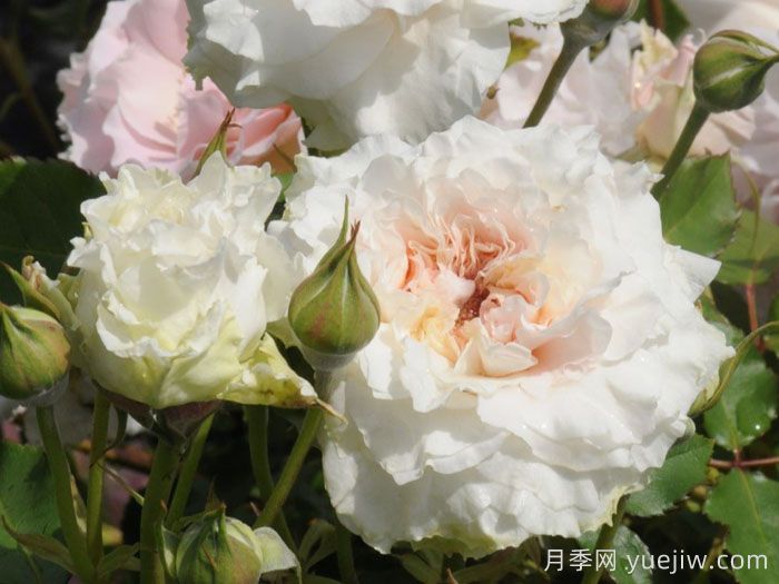 觉醒精灵月季/闹钟/唤醒Reveil(图1)