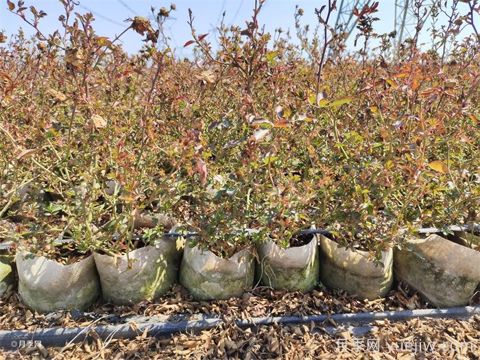 如何增强月季的抗冻力?(图1) 如何增强月季的抗冻力?(图1)