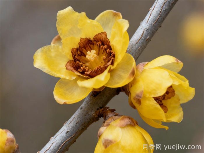 腊梅的养殖方法和注意事项(图1)