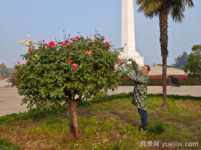暮秋小阳春,南阳月季又迎来一波盛花期(图2) 暮秋小阳春,南阳月季又迎来一波盛花期(图2)