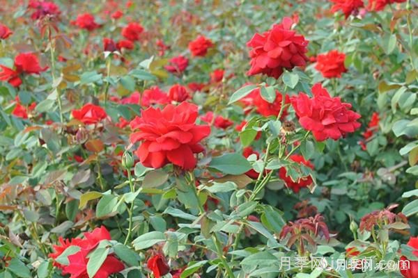 梅郎口红月季 Rouge Meilland 推荐(图2)