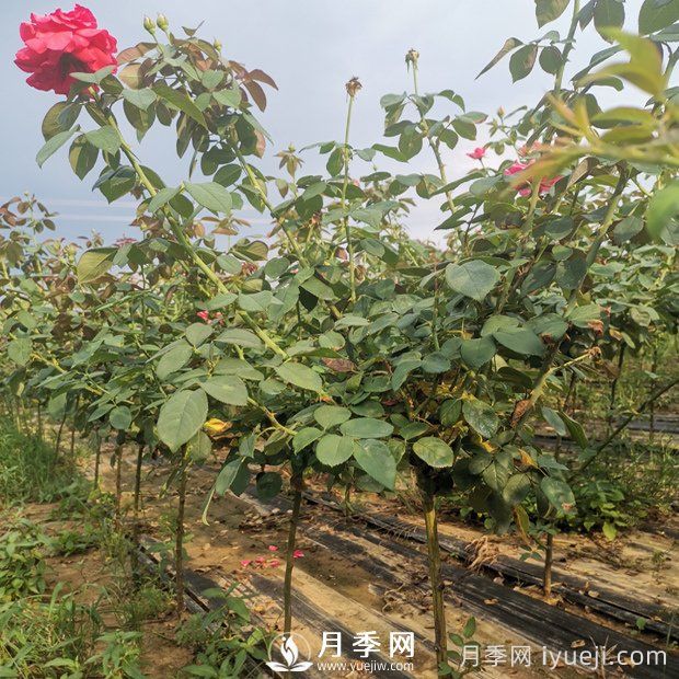 遇到月季盲芽 你咋处理？(图1)