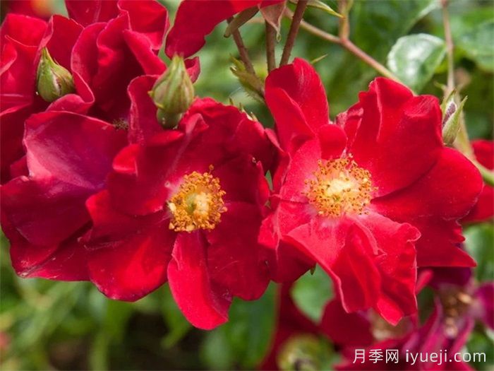 天鹅绒地毯月季/红色地毯月季Flower Carpet Red(图1)