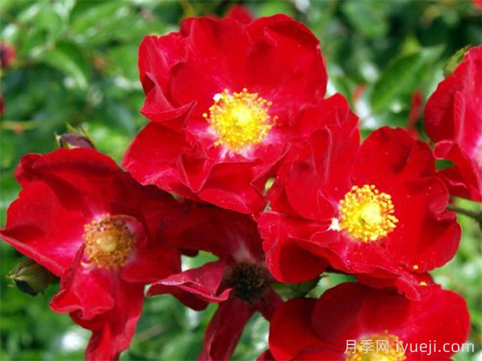 天鹅绒地毯月季/红色地毯月季Flower Carpet Red(图2)