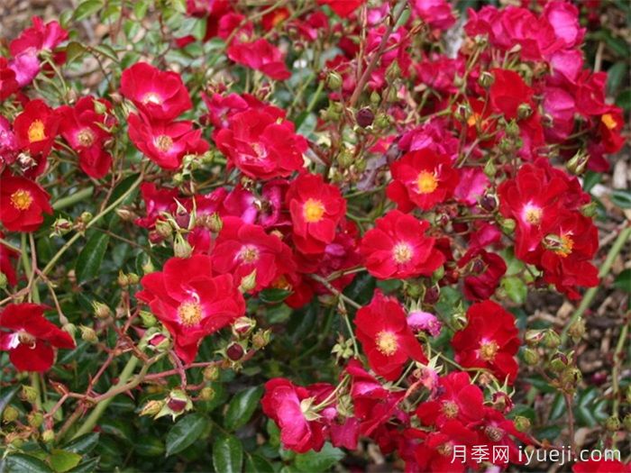 天鹅绒地毯月季/红色地毯月季Flower Carpet Red(图3)