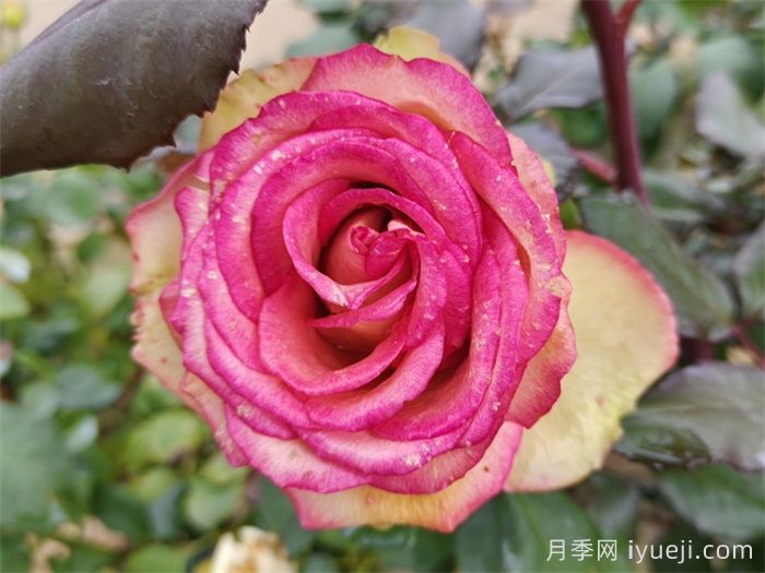 梦露月季/彩色贝壳月季(图1)