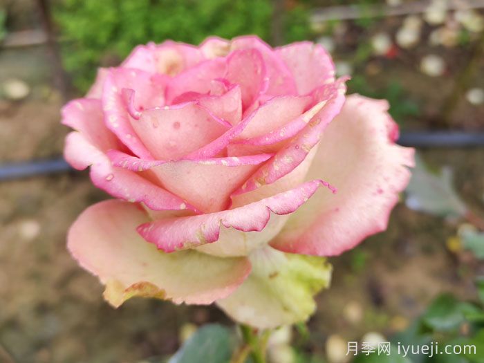 梦露月季/彩色贝壳月季(图2)