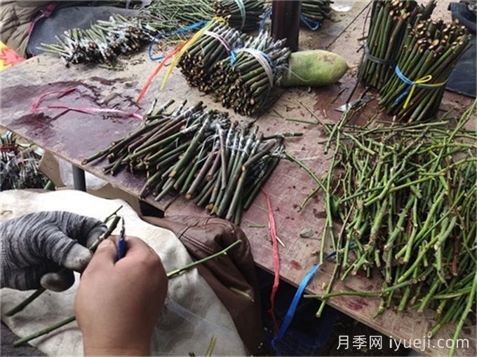 专家泄露的月季花嫁接法秘密(图1)