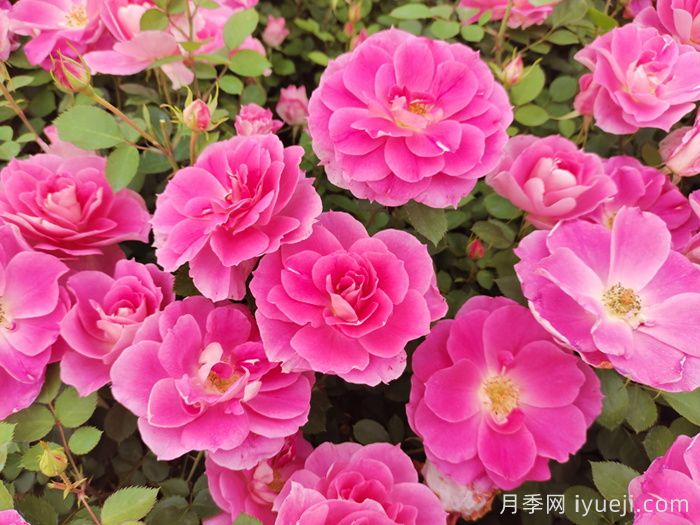月季网热门月季品种大全(2026年)(图3)