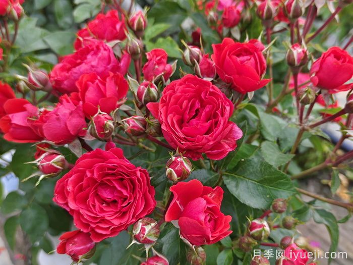 月季网热门月季品种大全(2026年)(图4)