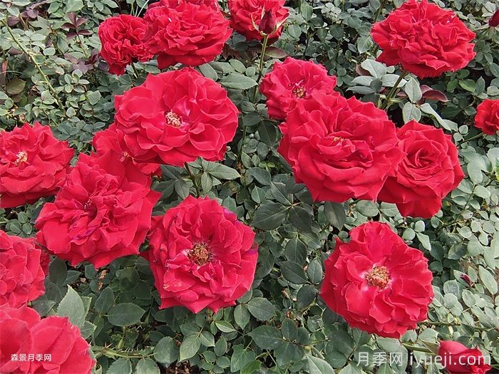 萨曼莎月季Samantha(图3)