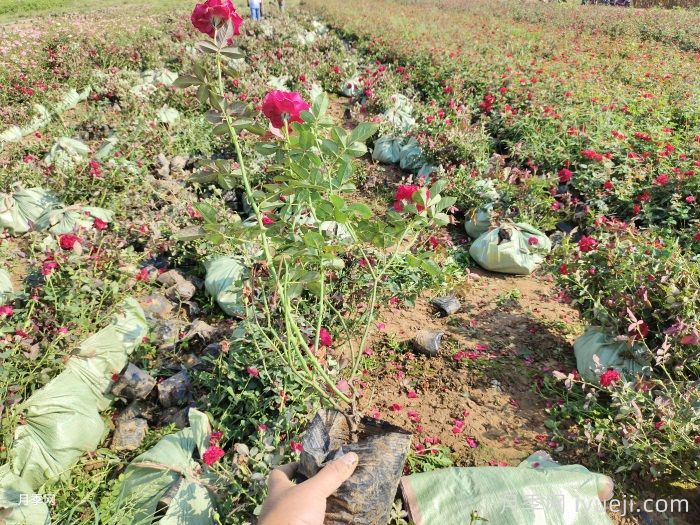 萨曼莎月季Samantha(图4)