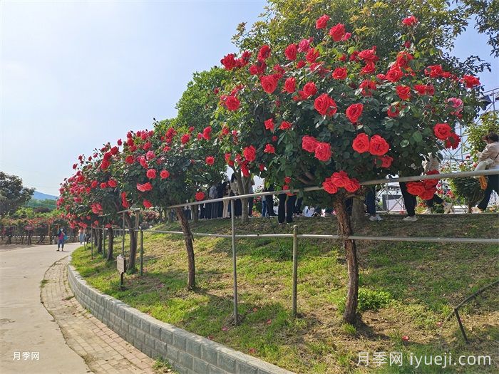绯扇月季/菲扇Hiogi(图8)