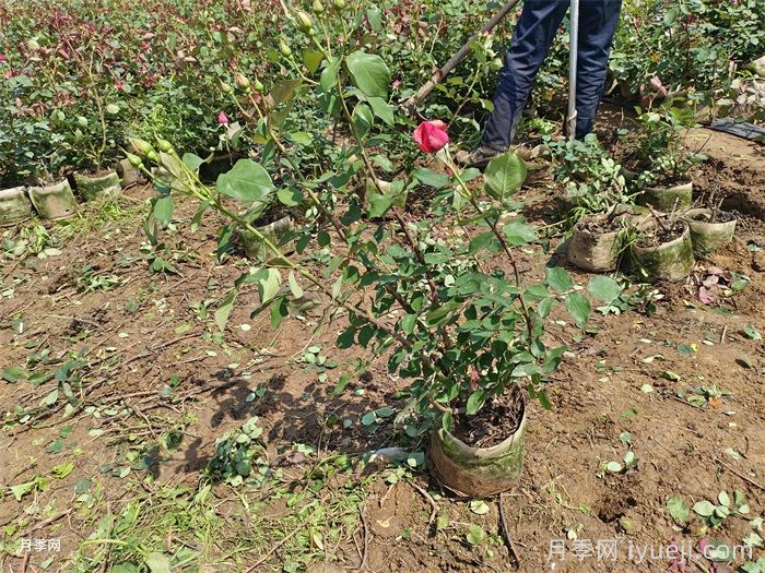 绯扇月季/菲扇Hiogi(图9)