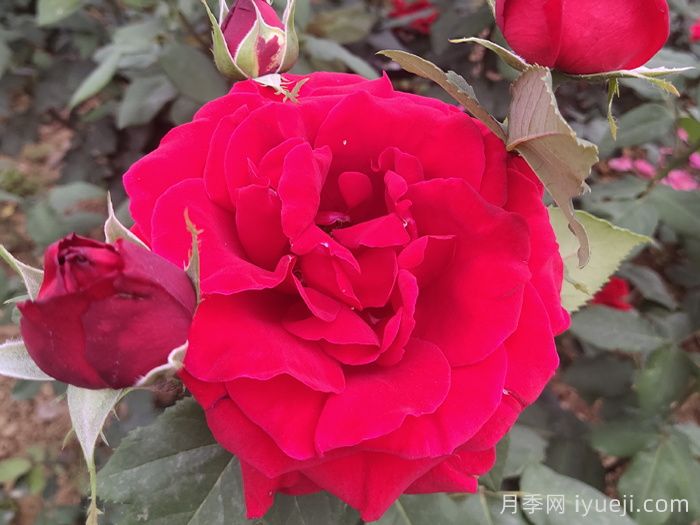 梅朗口红月季/梅郎口红(图3) 梅朗口红月季/梅郎口红Rouge(图3)