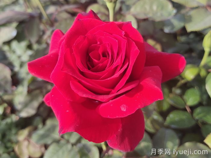 梅朗口红月季/梅郎口红(图4) 梅朗口红月季/梅郎口红Rouge(图4)