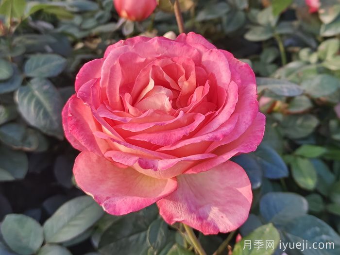 彩云月季Saiun(图1)