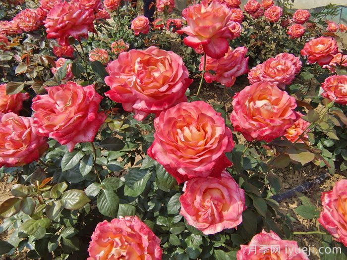 彩云月季Saiun(图3)