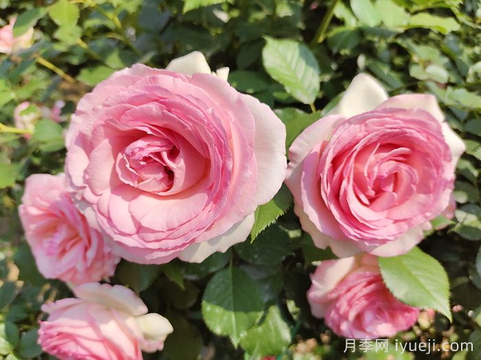 欧月月季/欧洲月季(图4)