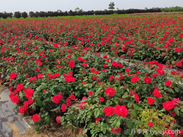 中国月季之乡，南阳月季产业发展现状(图2)