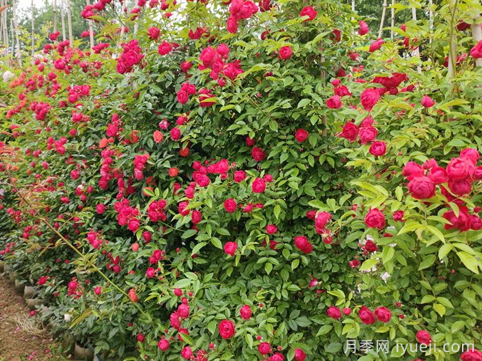 红科斯特变成红木香月季,新名字爆火园林圈(图2) 红科斯特变成红木香月季,新名字爆火园林圈(图2)