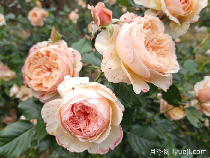 深圳人民公园要打造世界一流月季园(图3) 深圳人民公园打造世界一流月季园(图3)