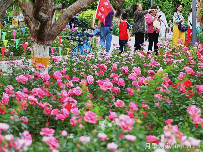 春色满园关不住，为何月季领风骚？(图3)