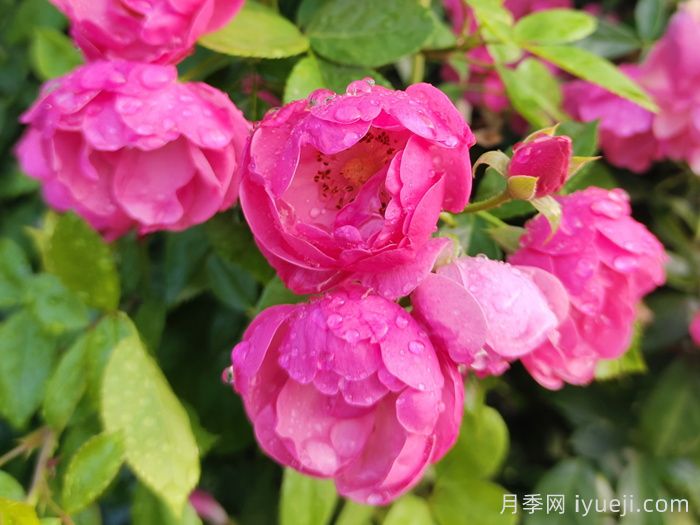 安吉拉月季(图2) 安吉拉月季Angela(图2)