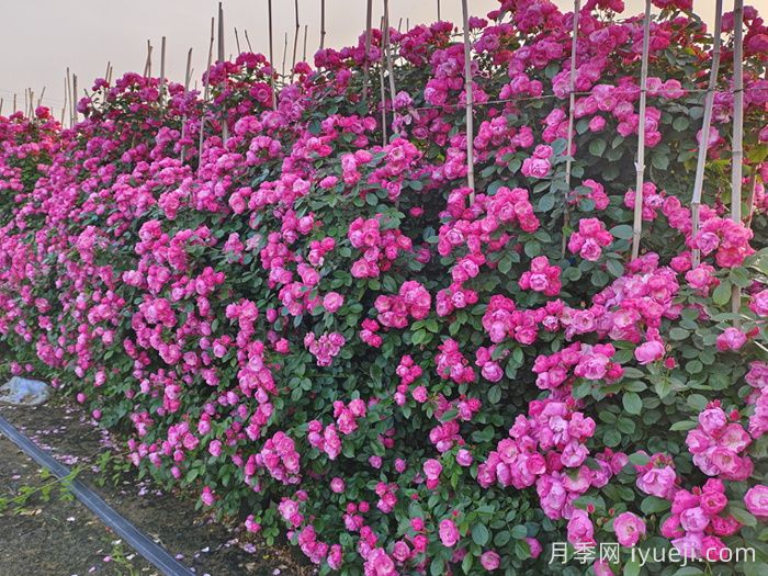 安吉拉月季(图8) 安吉拉月季Angela(图7)