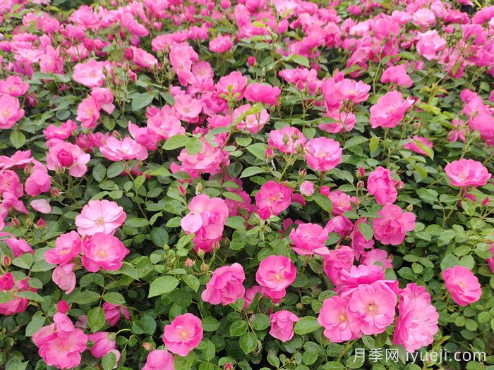 安吉拉月季(图10) 安吉拉月季Angela(图9)