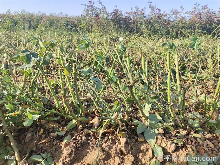 月季裸根苗，2025南阳月季裸根苗大量出货中(图1)