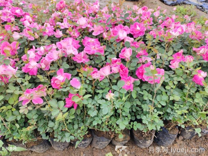 仙境月季Carefree Wonder(图7)