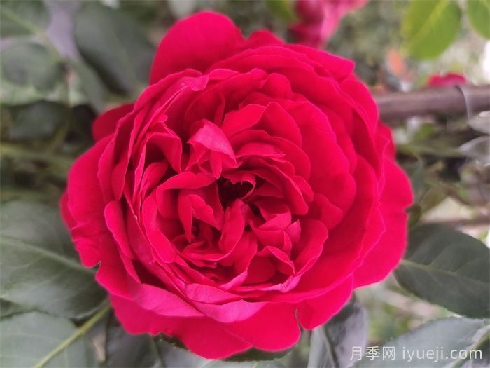 红龙月季/红色龙沙宝石月季(图1) 红色龙沙宝石月季/红龙月季Red Eden(图1)