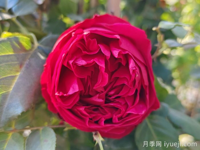 红龙月季/红色龙沙宝石月季(图2) 红色龙沙宝石月季/红龙月季Red Eden(图2)