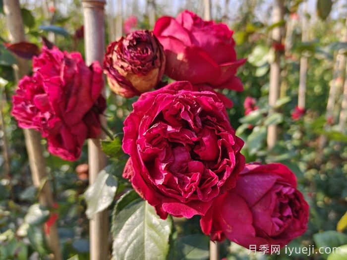 红龙月季/红色龙沙宝石月季(图3) 红色龙沙宝石月季/红龙月季Red Eden(图3)