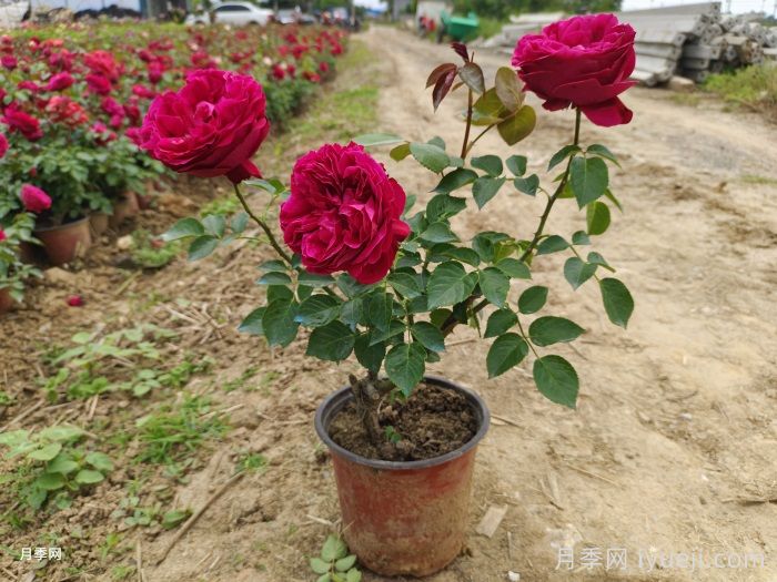 红龙月季/红色龙沙宝石月季(图4) 红色龙沙宝石月季/红龙月季Red Eden(图4)