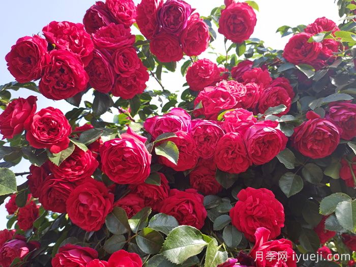 弗洛伦蒂娜月季/蒂娜/佛罗伦萨Florentina(图3)