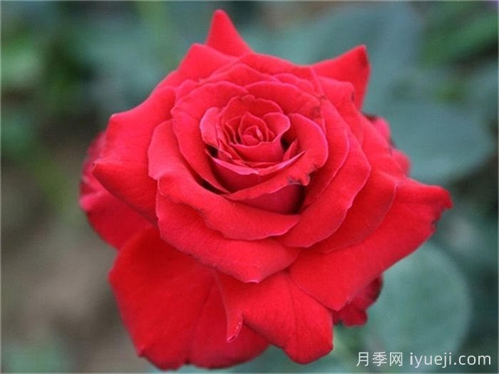 卡托尔纸牌月季/纸牌/巴卡拉(图1)