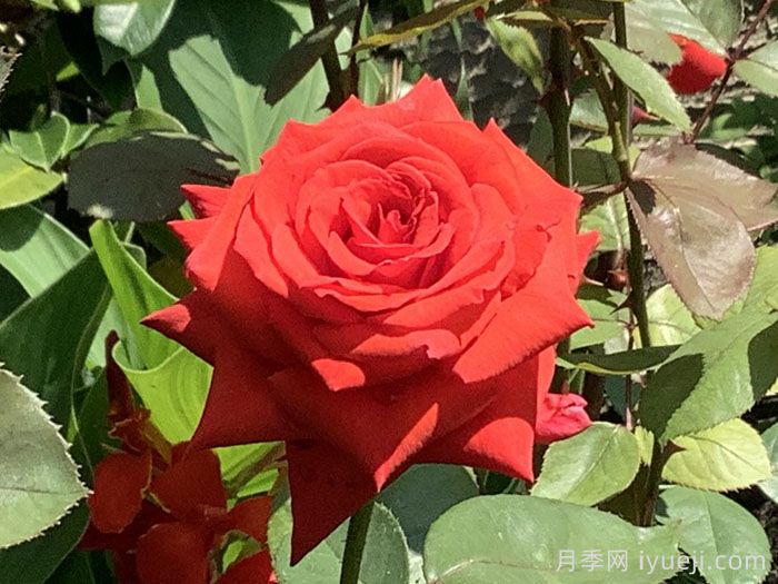 卡托尔纸牌月季/纸牌/巴卡拉(图2)