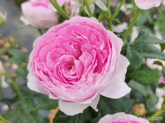 月季网:中国月季数据中心(图1) 月季网:中国月季数据中心(图1)